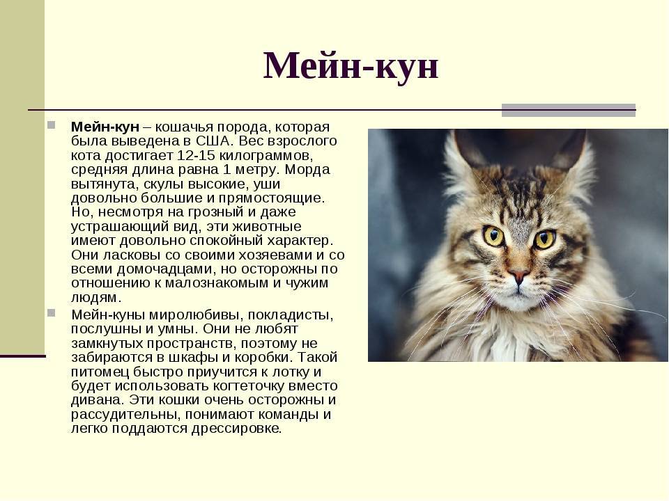 Мейн-кун: порода кошек, описание, особенности характера, размеры, чем кормить, как ухаживать, цена котят в питомнике, фото и отзывы
