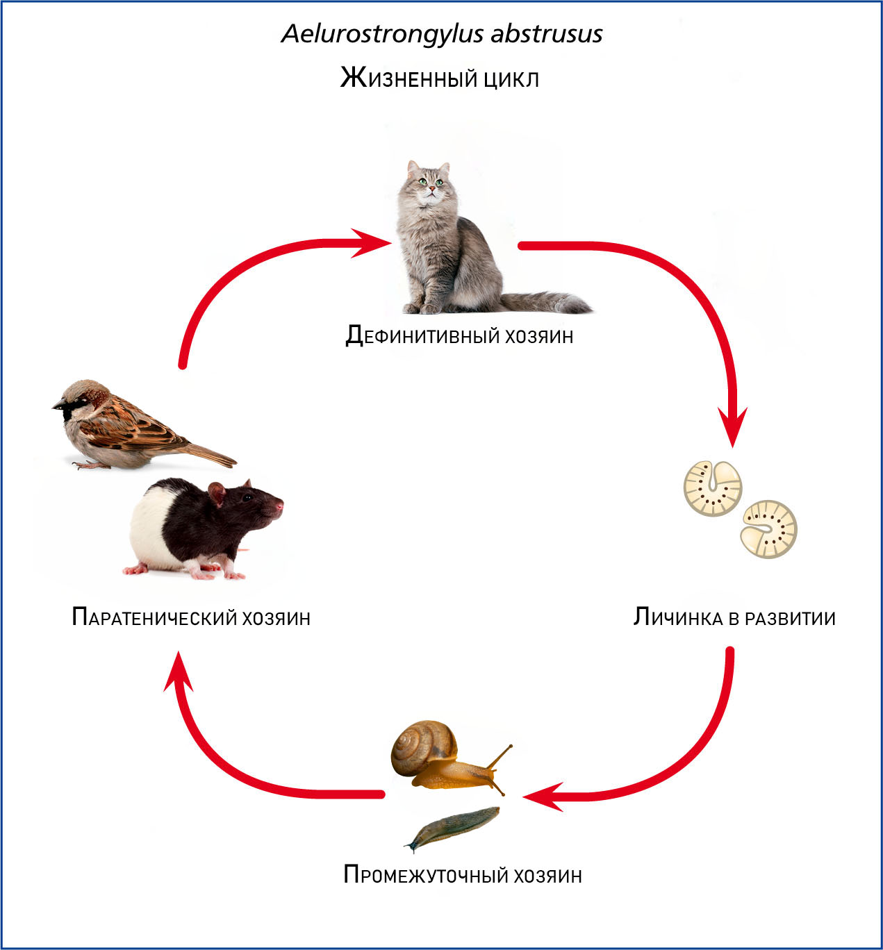 Глисты у кошек симптомы признаки и лечение