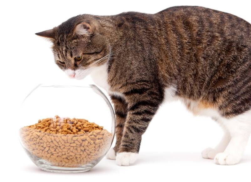 Разрешается ли кушать сухие и жидкие кошачьи корма людям: чем опасно