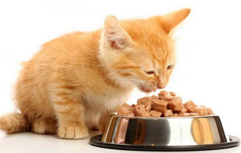 Сухой корм для кошек: отзывы, рекомендации, обзор популярных марок