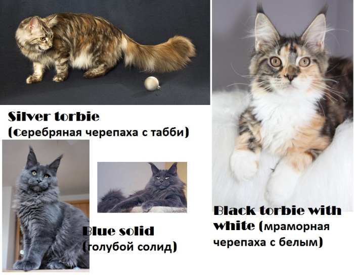 Окрасы кошек мейн-кун