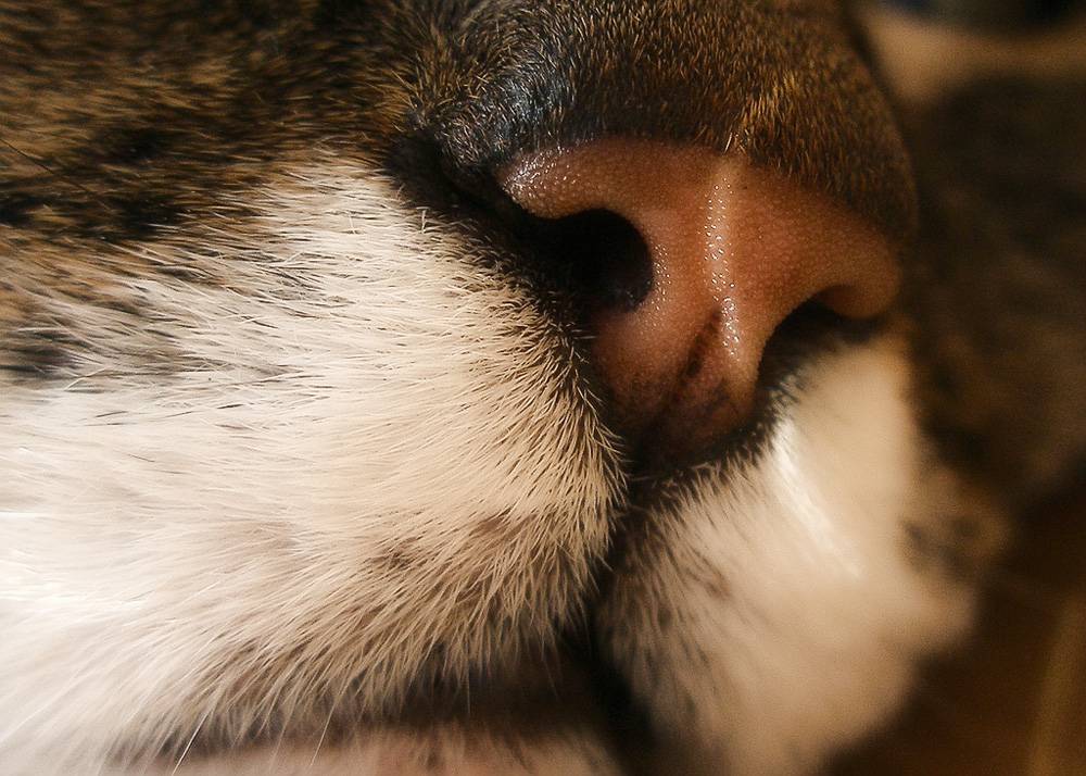 Какой нос, влажный или сухой, должен быть у кошки