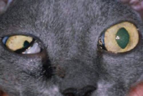 Болезни глаз у кошек: фото симптомов, диагностика и лечение (в том числе в домашних условиях), рекомендации ветеринаров