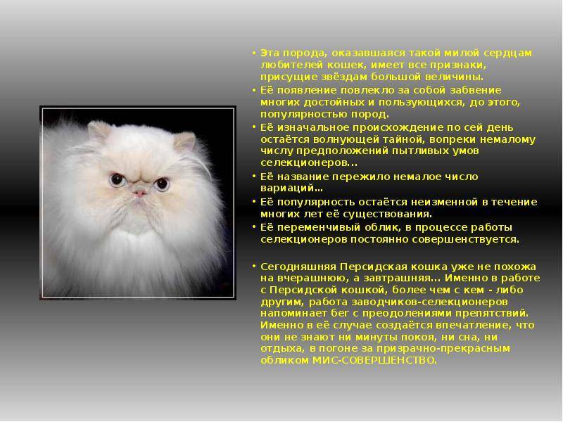 ᐉ персидская кошка - описание пород котов - ➡ motildazoo.ru