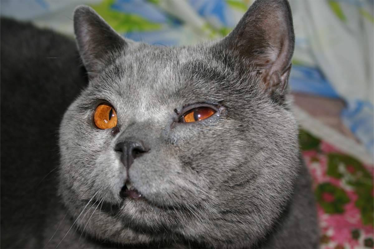 У кота опух глаз, заплыл, слезится и гноится – что делать: офтальмологические заболевания кошек