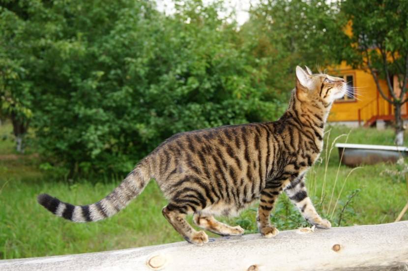 Тигровая кошка. описание, особенности, виды и цена тигровой кошки | животный мир