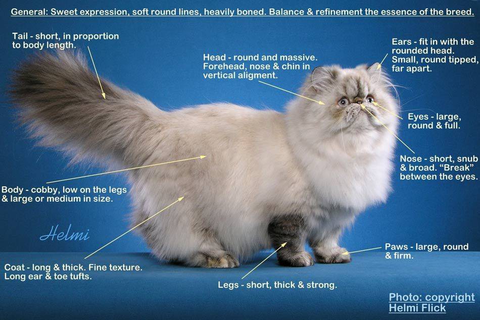 История персидской кошки