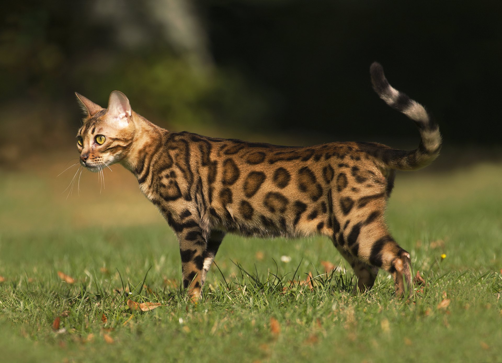 Бенгальская кошка: фото, описание породы и характера бенгалов
