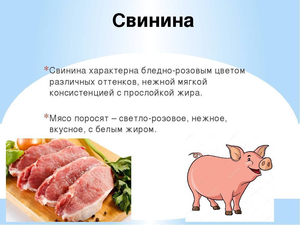 Чем и как кормить кошку правильно: что можно давать и сколько