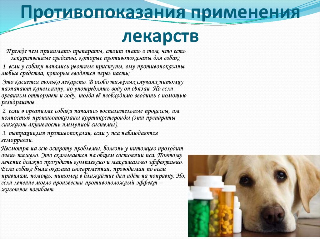 Энтерит у собак - симптомы и лечение