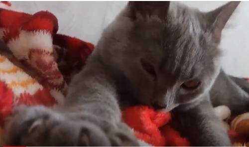 12 причин почему кошка лижет свою лапу - kotiko.ru