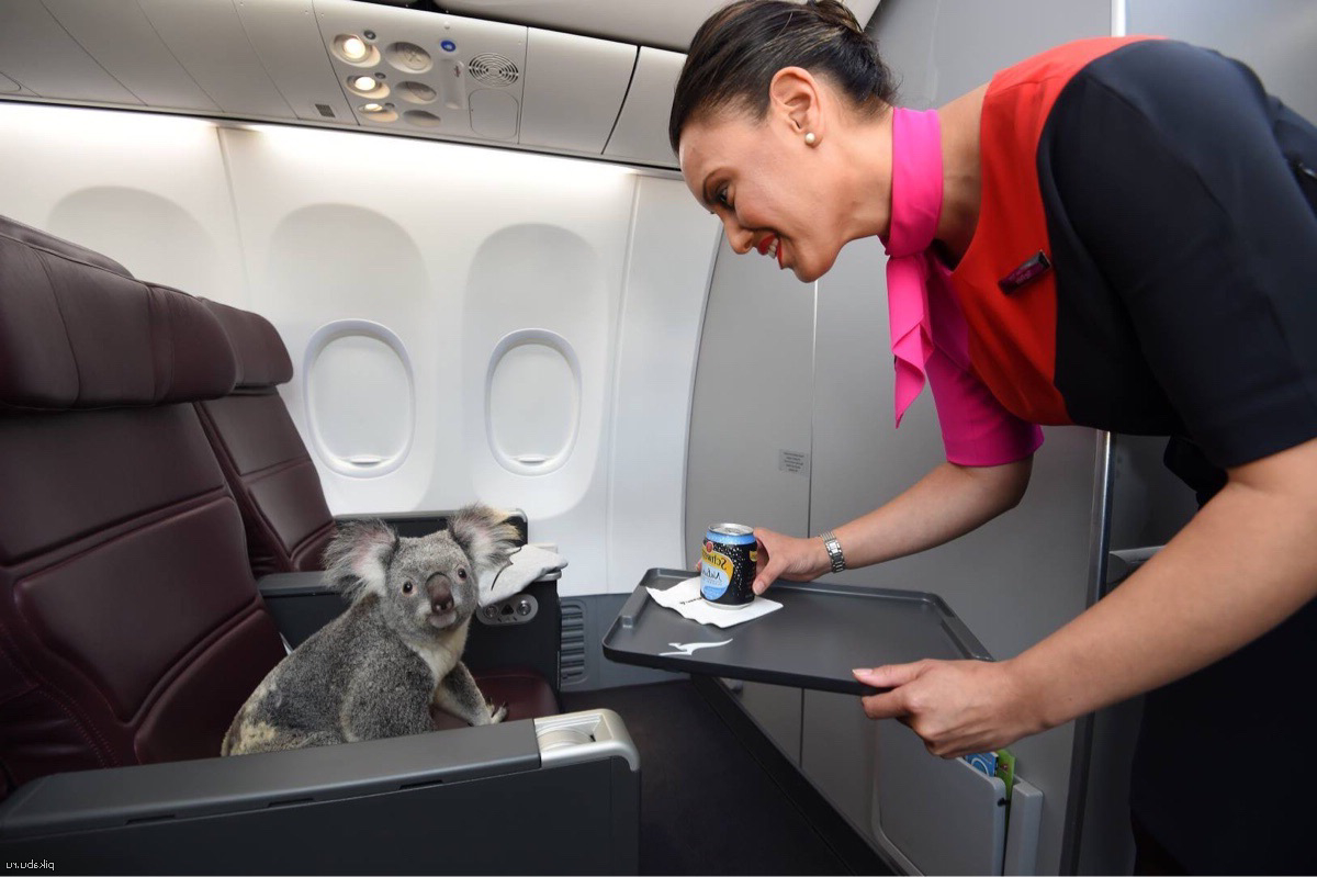 Животные в салоне самолета