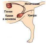 Где у кота мочевой пузырь рисунок