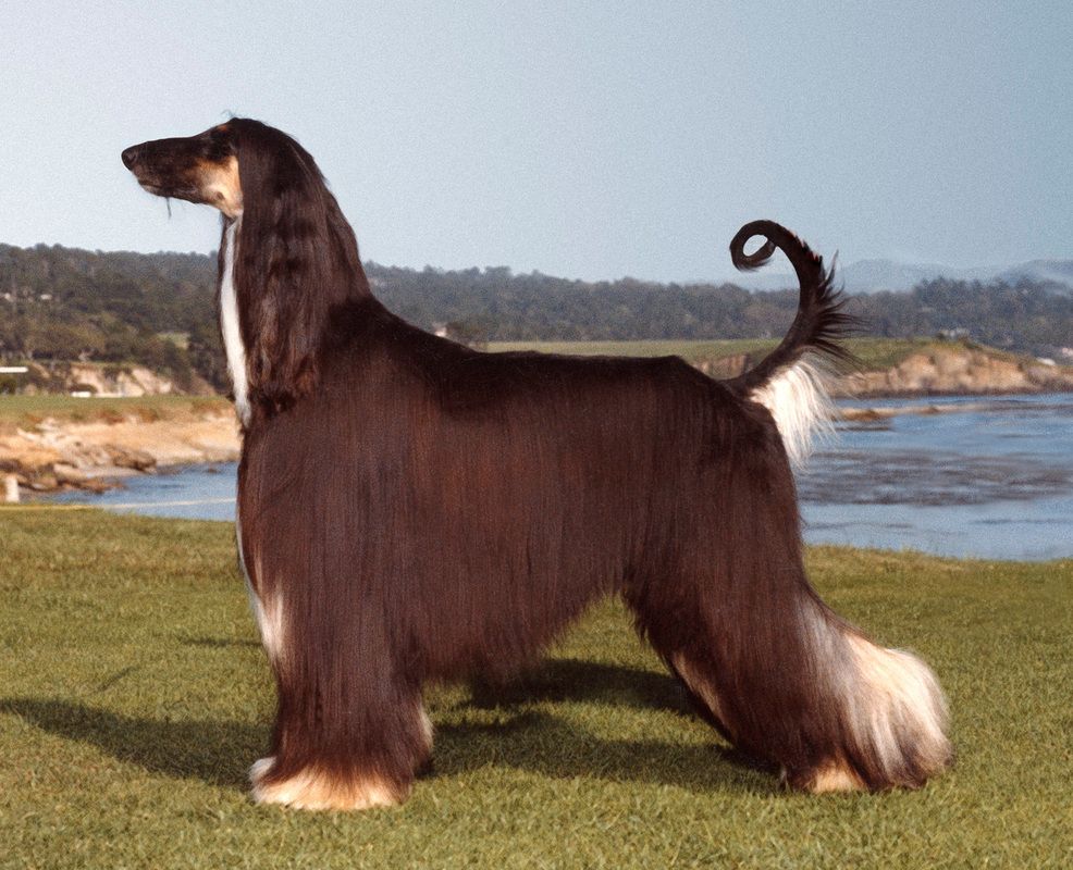 Породы собак с длинными волосами список и обзор длинношерстных псов - окружающий мир вокруг нас