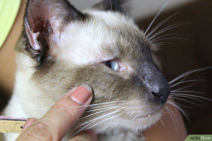 У кошки сухой горячий нос и вялость: что делать и что это значит?