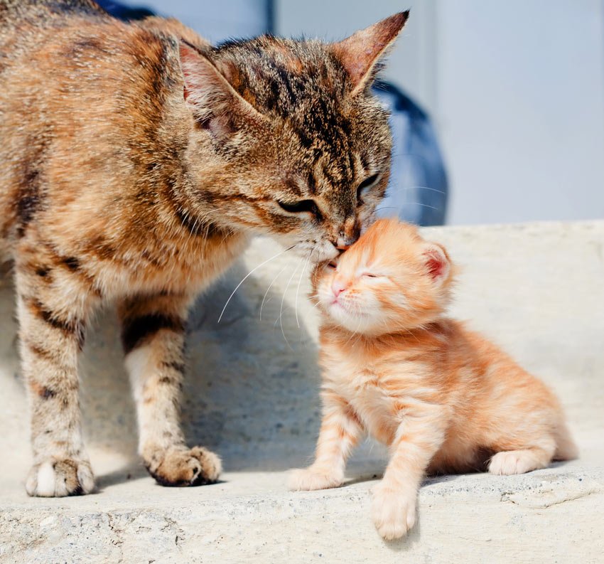 Осознанный уход за котёнком и взрослыми кошками