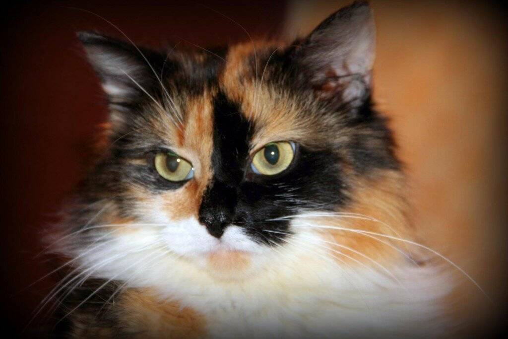 Трёхцветная кошка в доме: приметы и суеверия