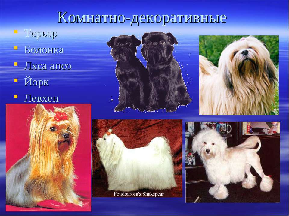 Собака болонка: описание, виды породы и фото