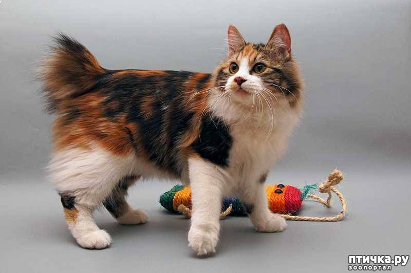 Кошка японский бобтейл (33 фото): описание котов породы японский бобтейл, особенности характера и содержания