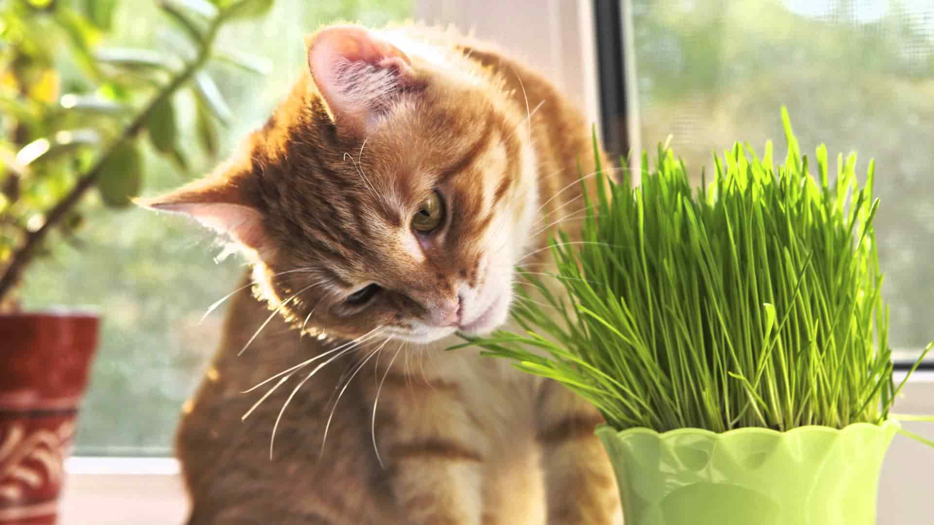 Как отучить кошку грызть цветы — все способы от а до я