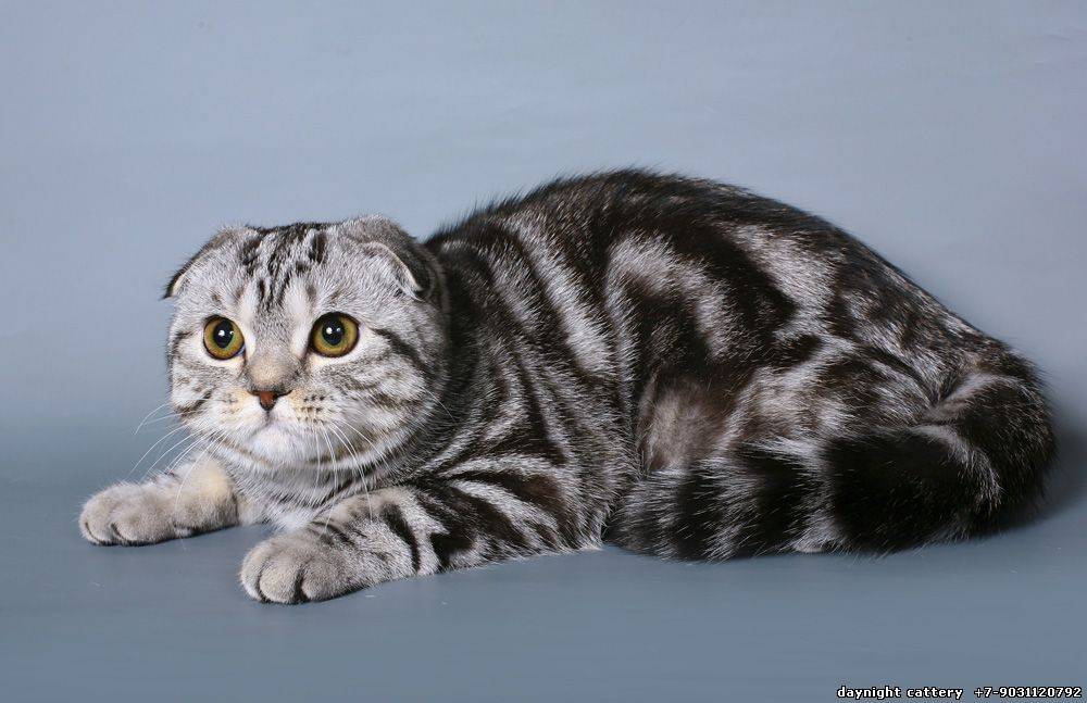 Окрасы шотландских кошек (31 фото): описание котят и котов голубого и черепахового, шоколадного и другого окраса