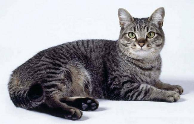 Табби кошка: разнообразие рисунков, основные и редкие типы окраса животных