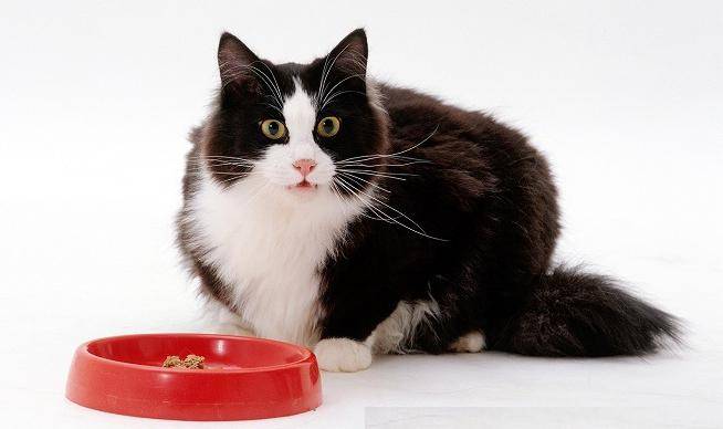 5 признаков мочекаменной болезни у кастрированных котов