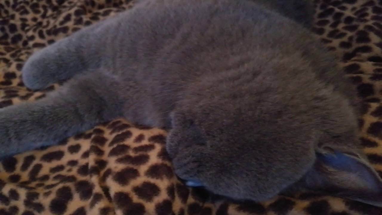 Кот сопит носом когда спит. почему шотландский и британский кот сопит и храпит во сне? питание и храп. есть ли что — то общее между ними