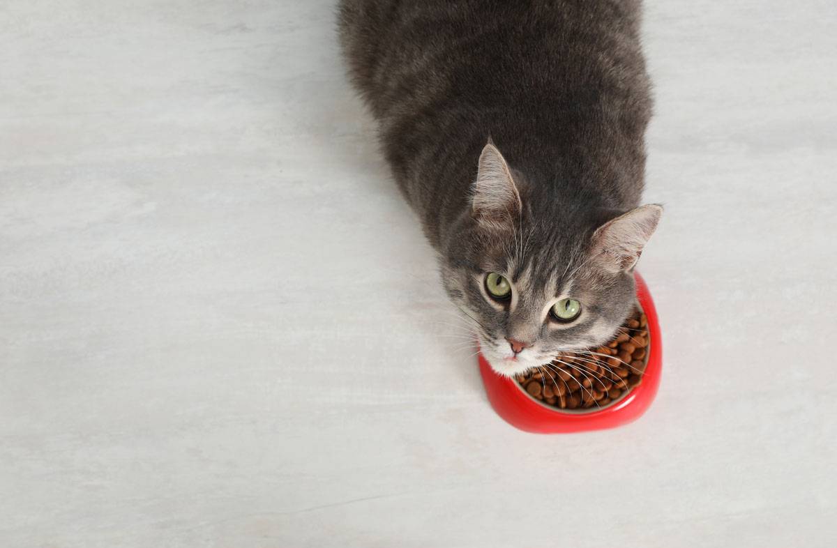 Почему котенок не ест сухой корм: причины избирательности
