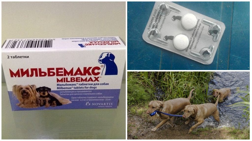 Прививка собакам после глистогонного. Глистогонное для собак Мильбемакс. Глистогонное средство Мильбемакс для щенков. Глистогонные таблетки для собак. Антигельминтные таблетки для собак.