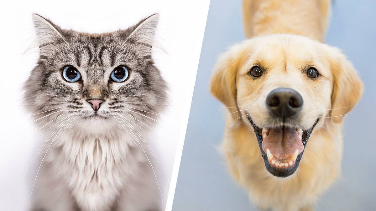 Почему кошки и собаки враждуют: подробный разбор