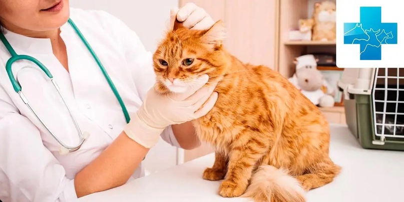 Важная информация о пищевой аллергии и пищевой непереносимости у кошек