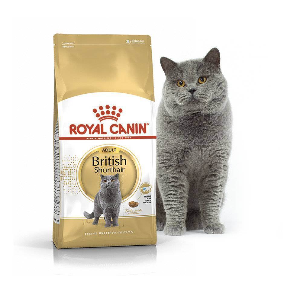 Чем кормить шотландскую кошку: готовые корма, советы по натуральному питанию и составлению рациона