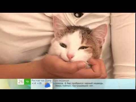 Как дать кошке таблетку от глистов: способы, меры предосторожности