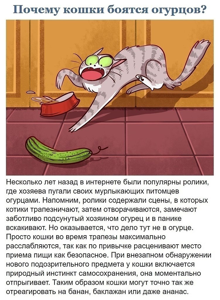 Почему коты боятся огурцов — life-sup.ru