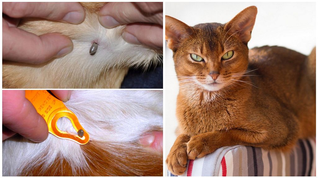 Подкожные клещи у кошек: 110 фото как выглядит клещ и видео советы по их удалению