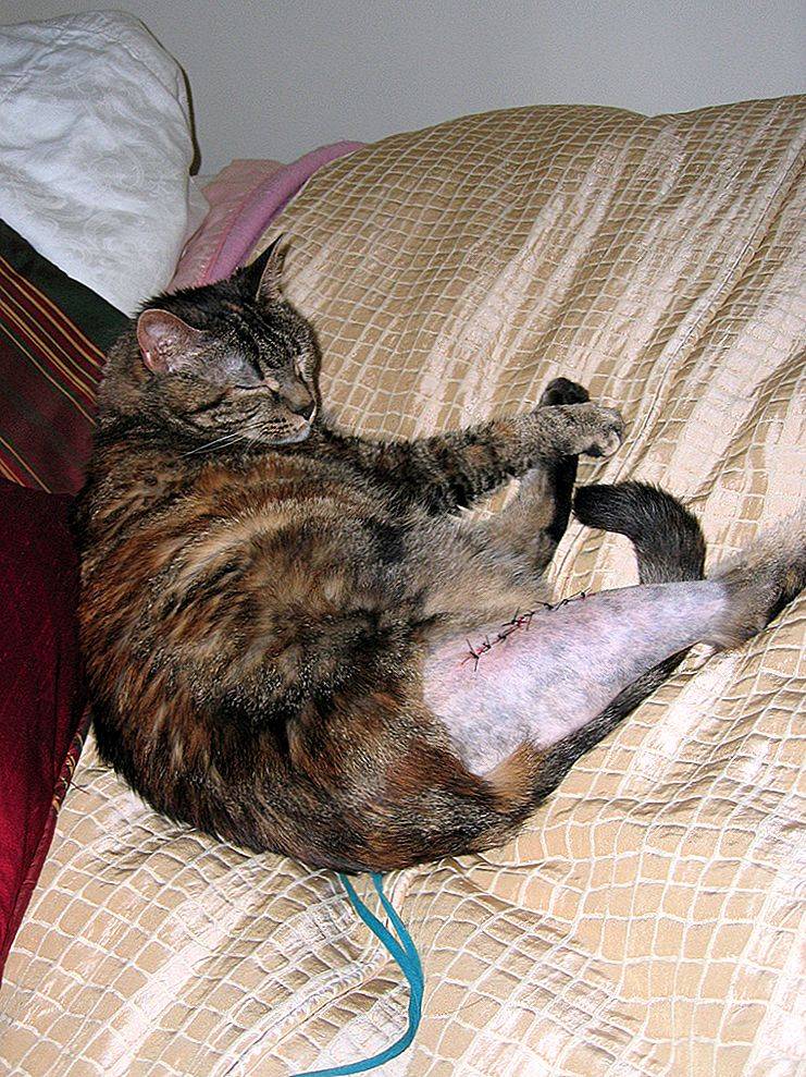 Возможные проблемы и советы по уходу за кошкой после стерилизации