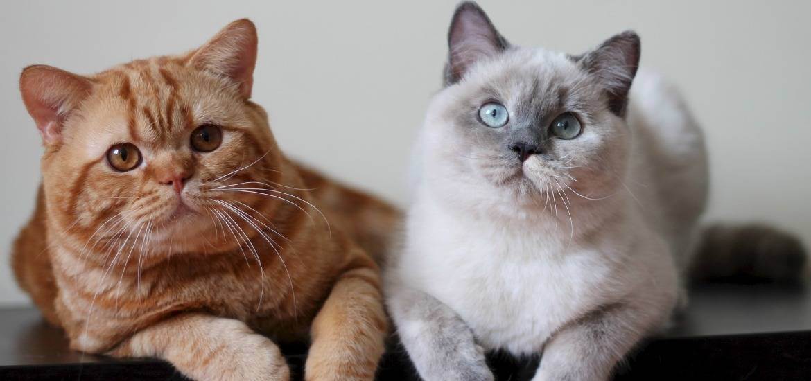 Британская кошка. о породе кошек: описание породы британская кошка, цены, фото, уход