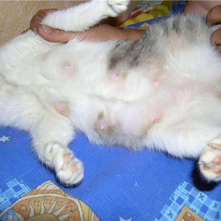 Поведение кошки после стерилизации