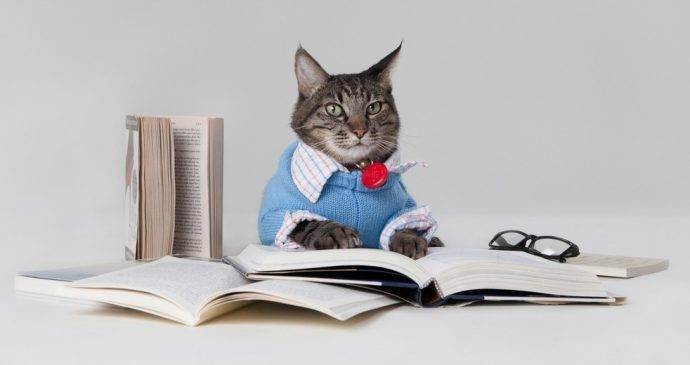 Топ-5 самых умных кошек: породы, рейтинг и характер