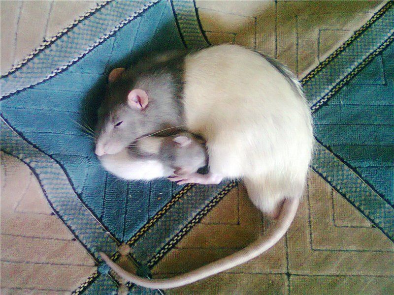 Домашняя крыса уход и содержание