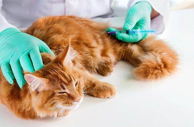 Сколько стоит прививка для кошек от лишая
