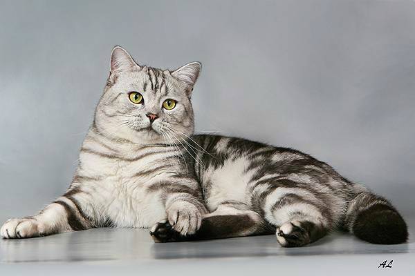 Окрасы кошек: от угольного до белоснежного