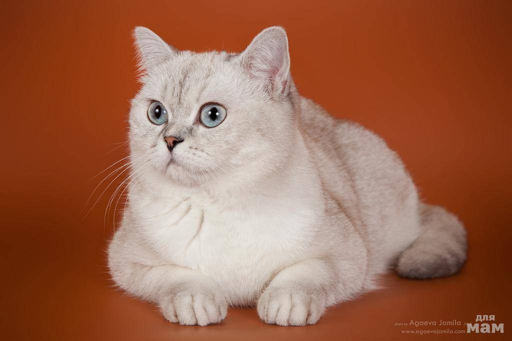 Британская шиншилла: описание породы, характер кошки, фото белый серебристый, золотистый и затушёванный шиншилловый кот