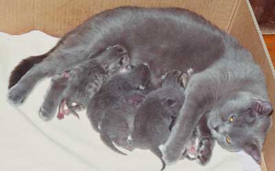 Уход за новорожденными котятами