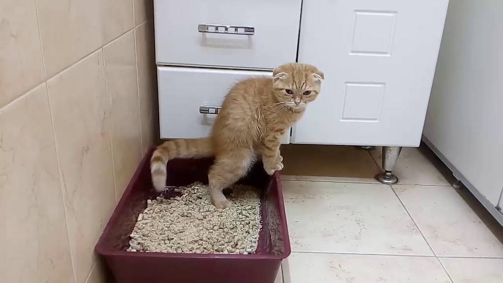 Кот не может сходить в туалет по-маленькому: как помочь и причины