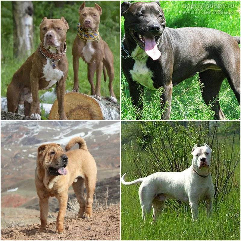 Бойцовские собаки. описание, названия и особенности бойцовских собак
