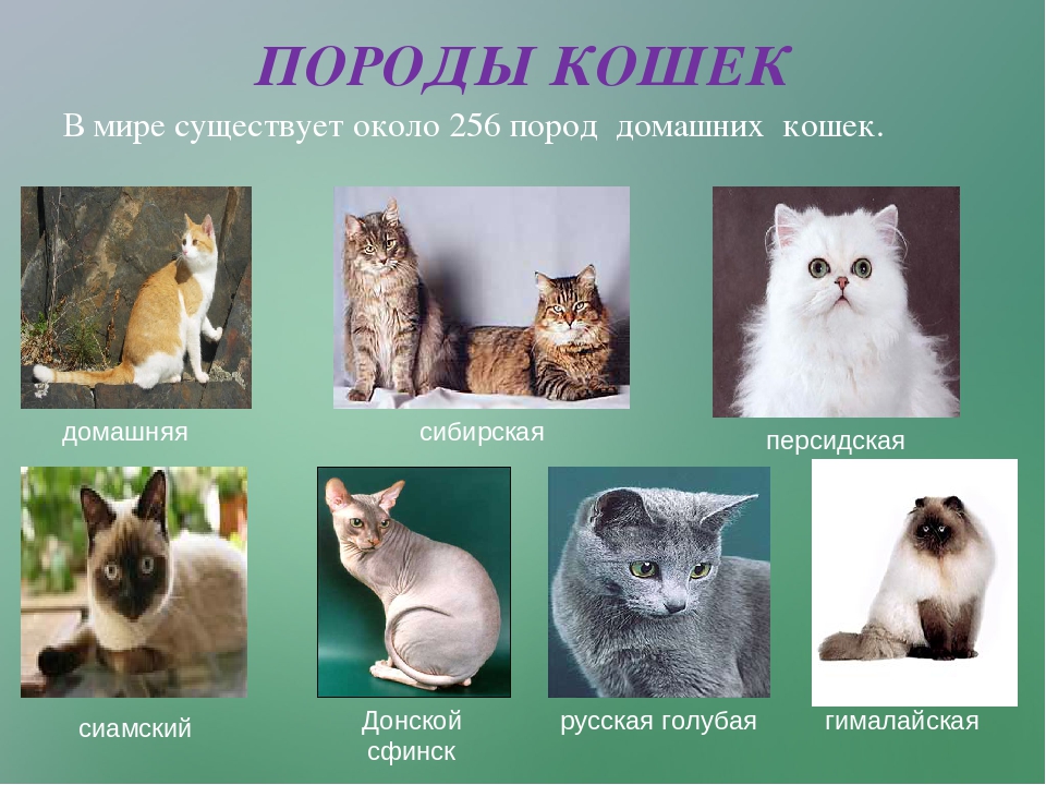 Кудрявые кошки: породы с кучерявой шерстью