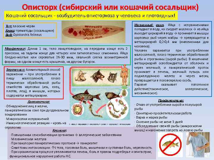 Глисты у кота: симптомы, лечение, профилактика | блог ветклиники "беланта"