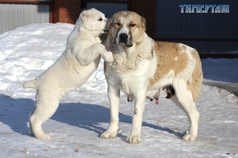 Гампр (армянский волкодав): описание породы, характер и отзывы собаководов